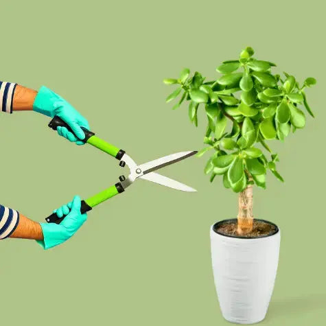 Plant Care - KILI ecolifestyles