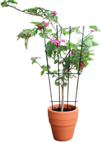 Black Coated Metal Garden Grid Trellis for Potted Plants Square Mesh Support